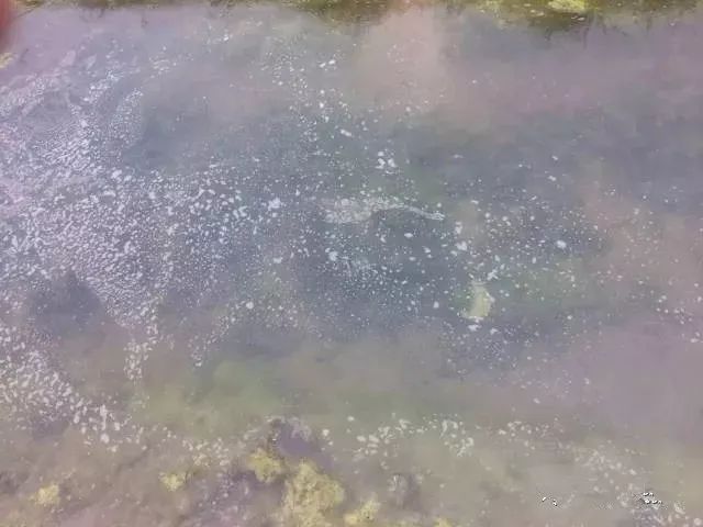 龙虾怎样养殖视频播放_龙虾养殖技术大全视频教程_小龙虾养殖技术视