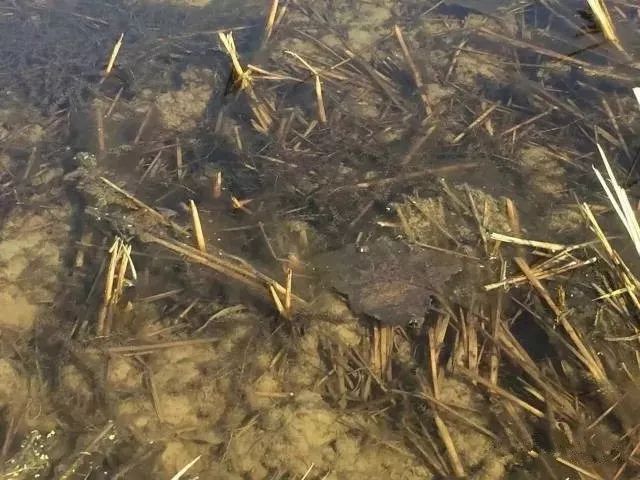 龙虾养殖技术大全视频教程_小龙虾养殖技术视_龙虾怎样养殖视频播放
