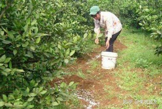 果树种植施肥技术_施肥果树种植技术视频_施肥果树种植技术有哪些