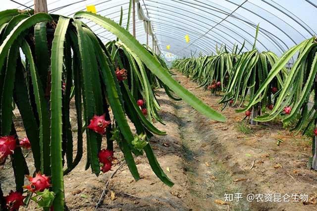 施肥果树种植技术有哪些_果树施肥技术手册_果树种植施肥技术