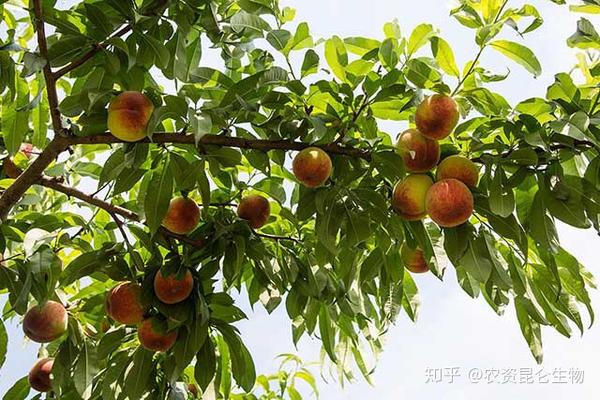 果树种植施肥技术_果树施肥技术手册_施肥果树种植技术有哪些