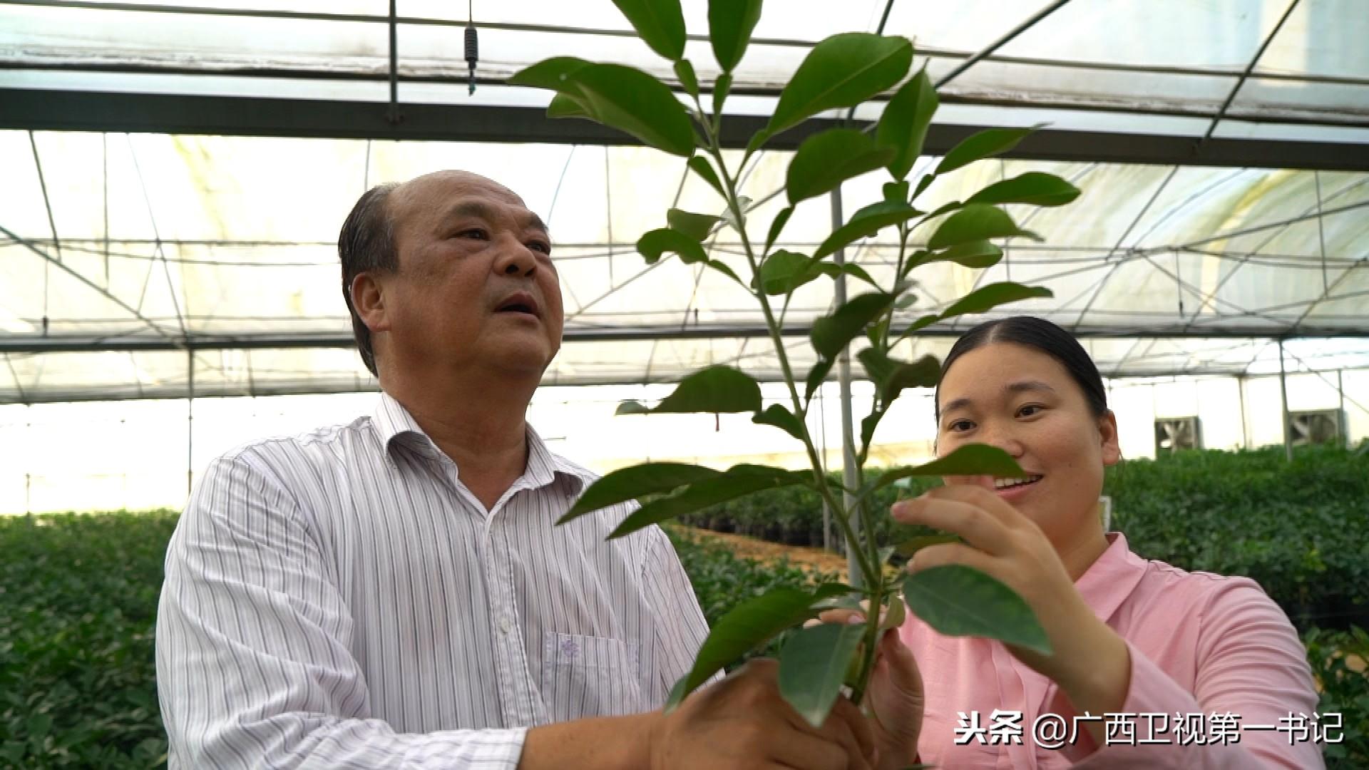 “警花”致富经：满山来种“南方小人参”