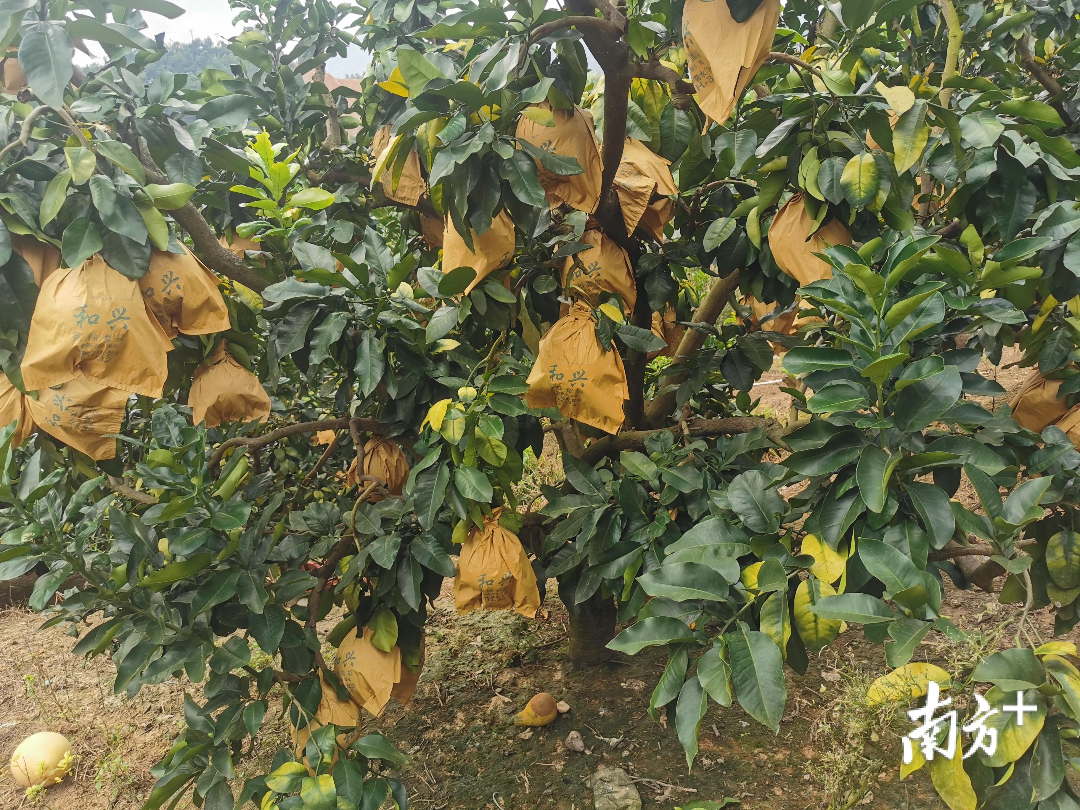 湖南柚子种植技术_柚子湖南种植技术和管理_湖南柚子苗