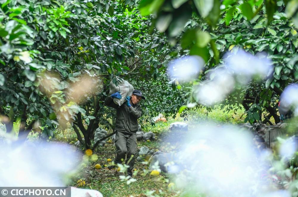 柚子湖南种植技术和管理_适合湖南种植的柚子品种_湖南柚子种植技术