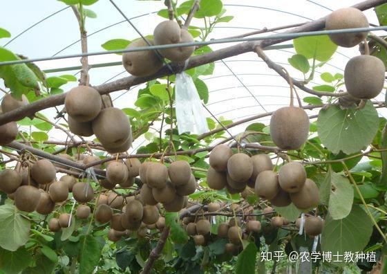 豇豆高产种植技术视频_豇豆高产栽培技术视频_豇豆种植方法视频
