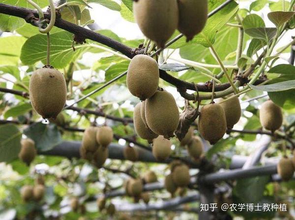 豇豆种植方法视频_豇豆高产种植技术视频_豇豆高产栽培技术视频