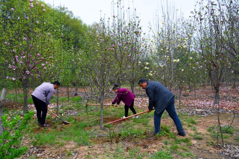 致富种植杜仲图片_杜仲种植致富经_致富种植杜仲视频