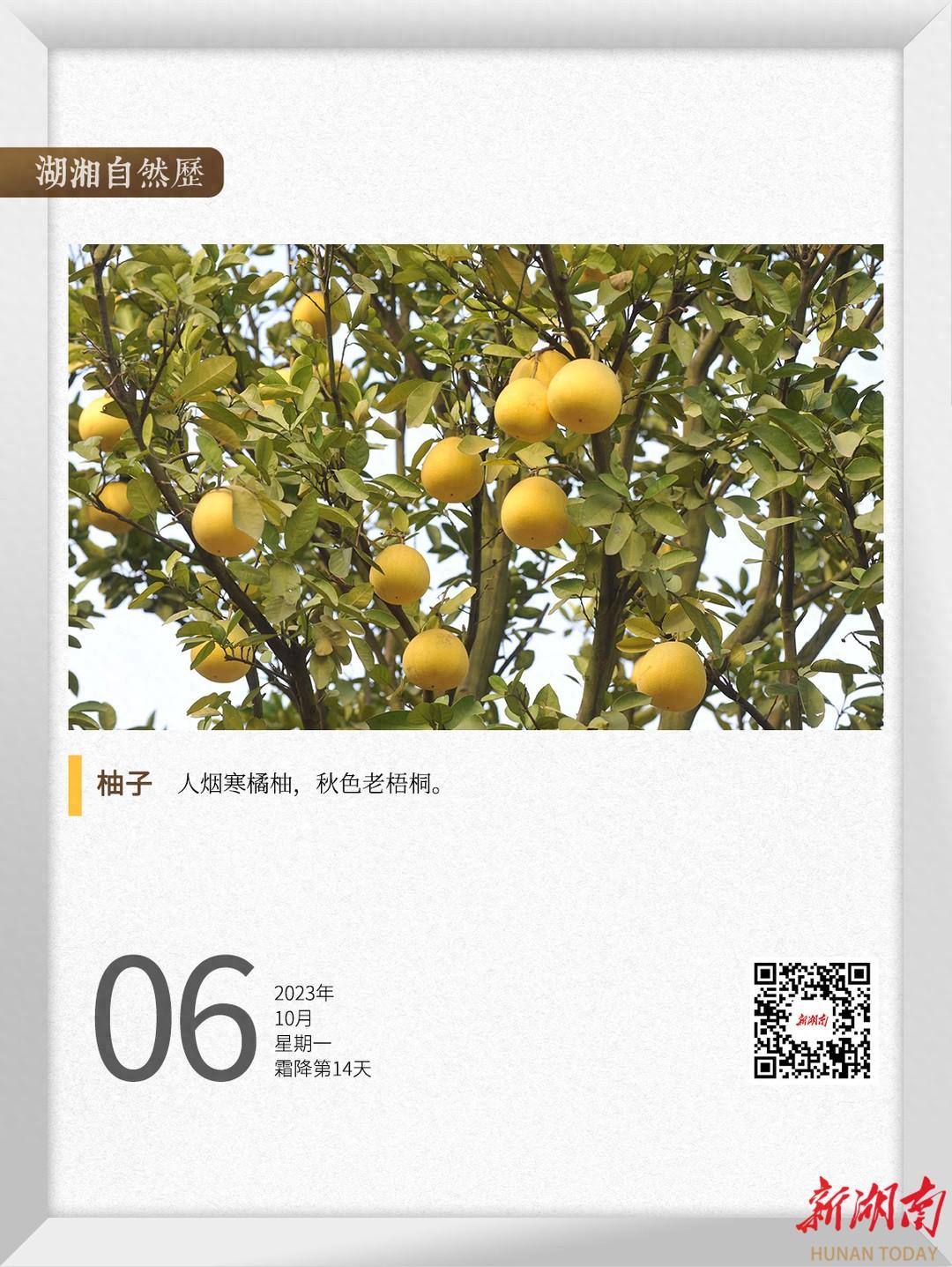 湖湘自然历｜秋实累累⑯“柚”惑