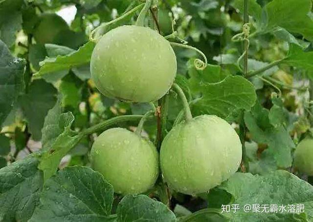 致富经熙棋甜瓜种植视频_致富经熙棋甜瓜种植视频_致富经熙棋甜瓜种植视频
