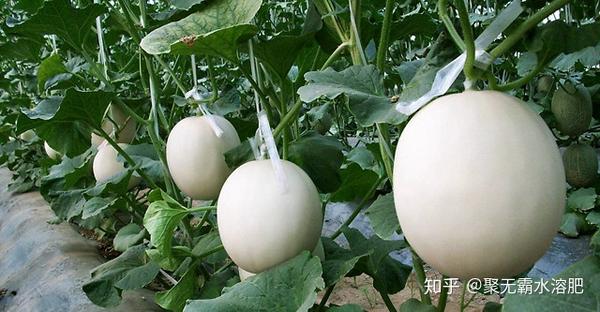 致富经熙棋甜瓜种植视频_致富经熙棋甜瓜种植视频_致富经熙棋甜瓜种植视频