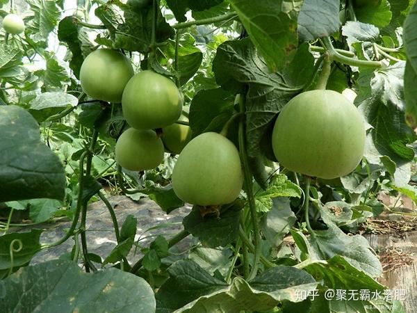 致富经熙棋甜瓜种植视频_致富经熙棋甜瓜种植视频_致富经熙棋甜瓜种植视频