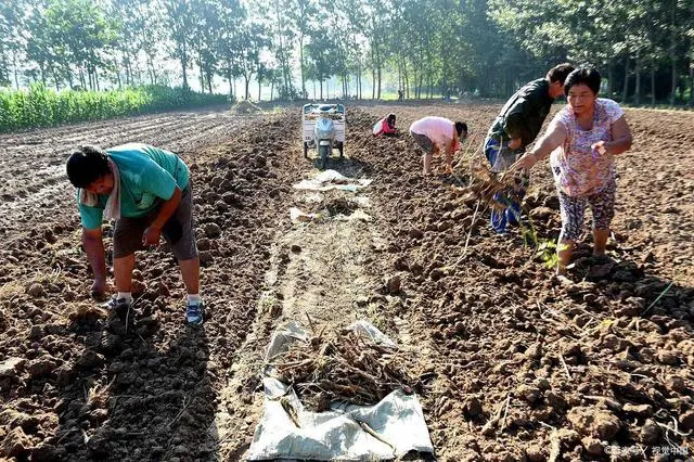 农村致富经中药材种植_农民种植致富中药方_致富中药种植农民视频