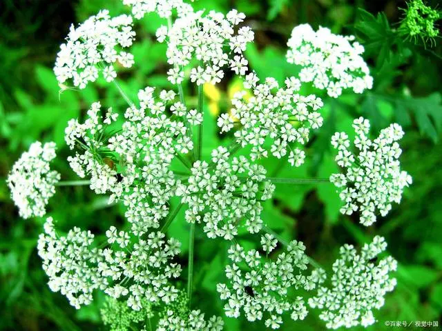 致富中药种植农民视频_农民种植致富中药方_农村致富经中药材种植