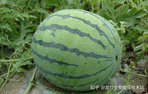 致富经熙棋甜瓜种植视频_致富经熙棋甜瓜种植视频_致富经熙棋甜瓜种植视频