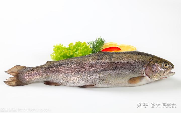 三文鱼怎么养殖技术_养殖三文鱼技术视频_养殖三文鱼技术与管理