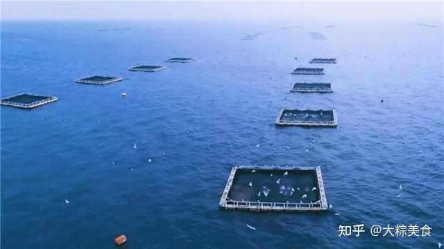 养殖三文鱼技术视频_养殖三文鱼技术与管理_三文鱼怎么养殖技术