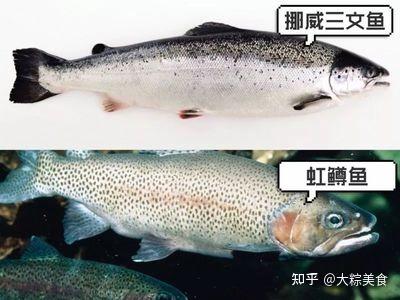养殖三文鱼技术视频_养殖三文鱼技术与管理_三文鱼怎么养殖技术