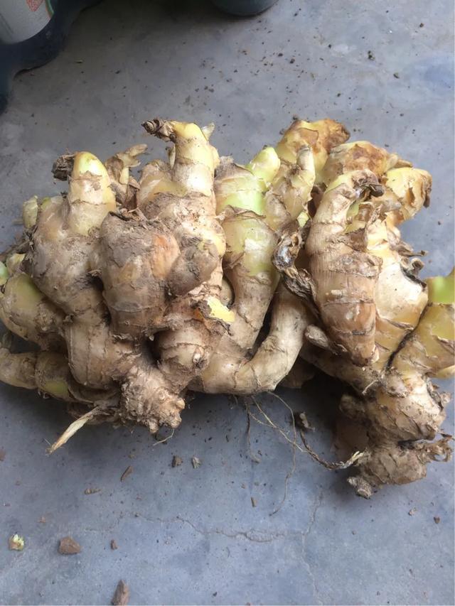 鲜生姜怎么种植技术_生姜种植新技术_鲜生姜怎么种