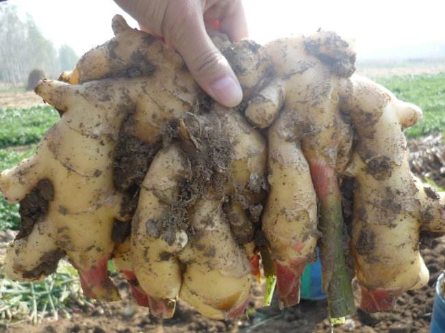 生姜种植新技术_鲜生姜怎么种植技术_鲜生姜怎么种