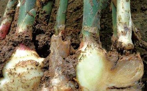 生姜种植新技术_鲜生姜怎么种植技术_鲜生姜怎么种
