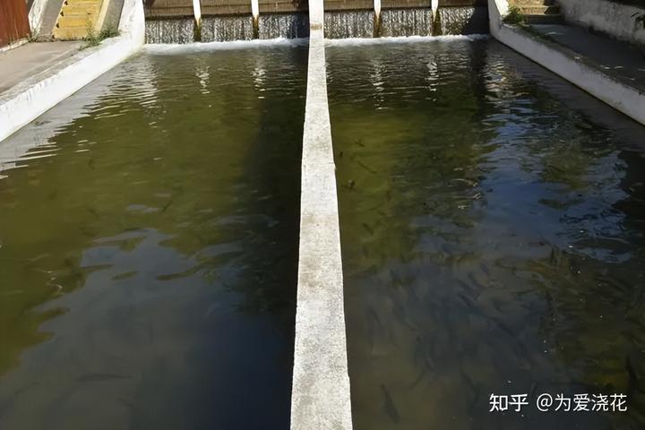 养草鱼技术指导_养殖草鱼的技术_草鱼的养殖技术要点