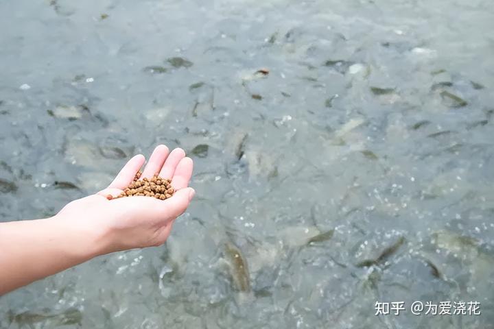草鱼的养殖技术要点_养殖草鱼的技术_养草鱼技术指导