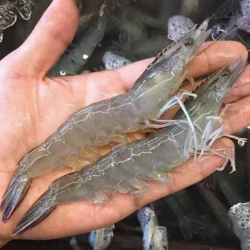 白对虾养殖技术视频_养殖白对虾技术大全_白对虾养殖哪里技术好