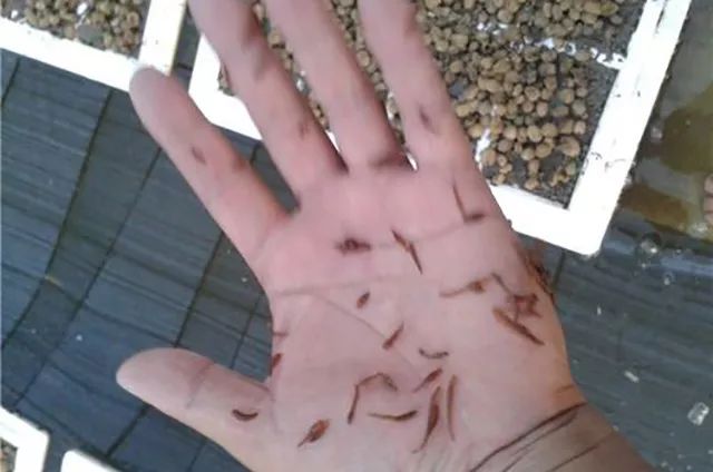 养殖致富的品种_致富养殖好项目大全_致富养殖品种介绍
