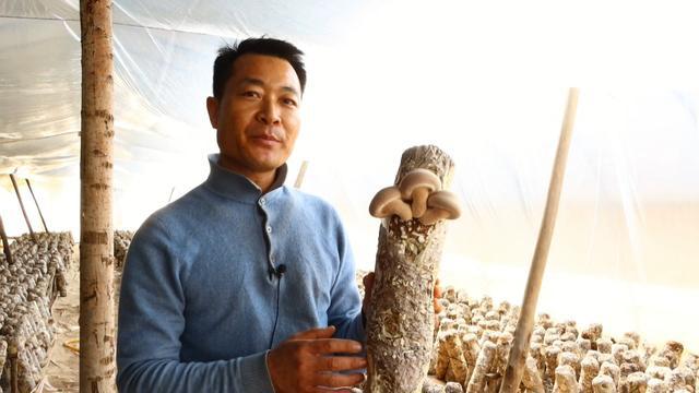 芦笋养金蝉产量如何_芦笋金蝉养殖技术视频_芦笋金蝉种植致富视频