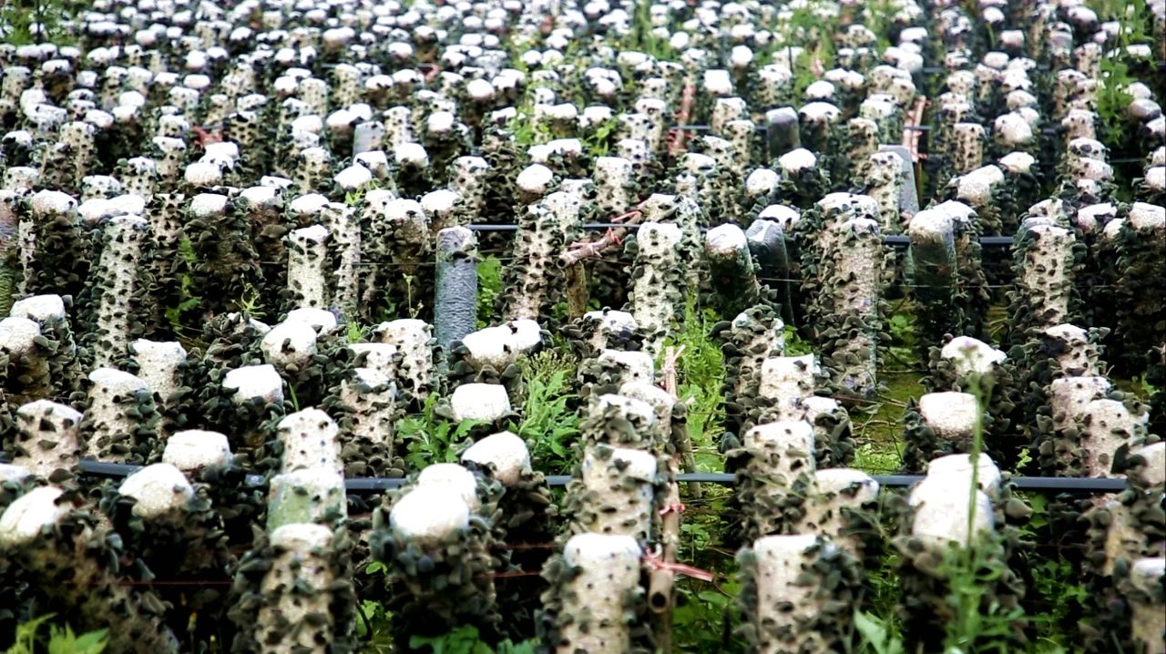 黔西市花溪乡：65万棒黑木耳开出“致富花”