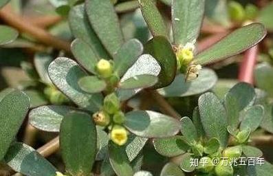 致富蔬菜种植技术视频_致富蔬菜种植方法_致富经蔬菜种植