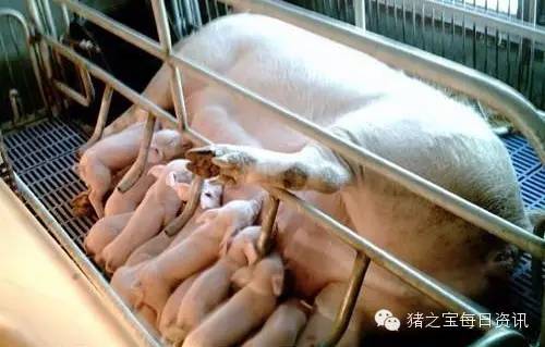 养殖致富的品种_致富养殖品种介绍_致富养殖品种大全