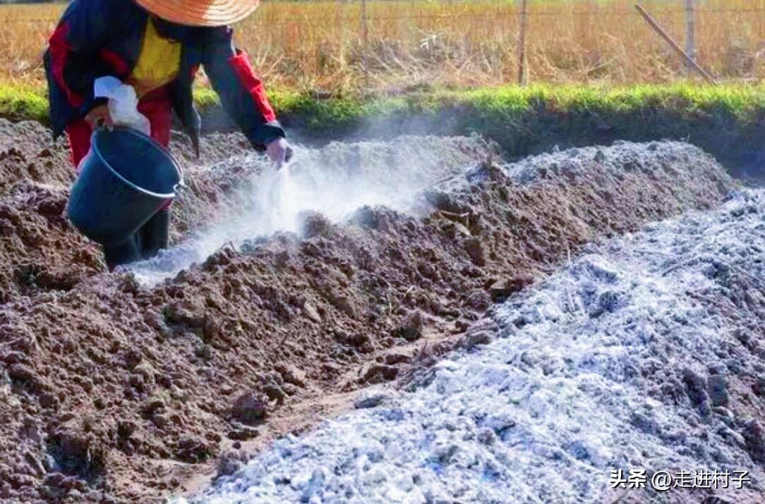 种植白萝卜技术_怎样种植白罗卜_白罗卜怎么种植技术