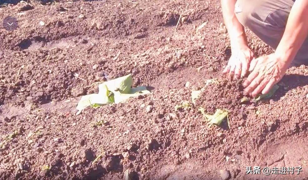 怎样种植白罗卜_种植白萝卜技术_白罗卜怎么种植技术