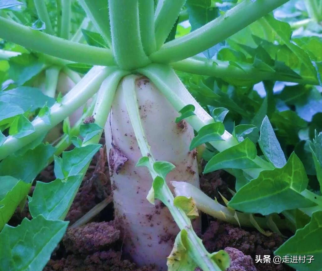 白罗卜怎么种植技术_种植白萝卜技术_怎样种植白罗卜