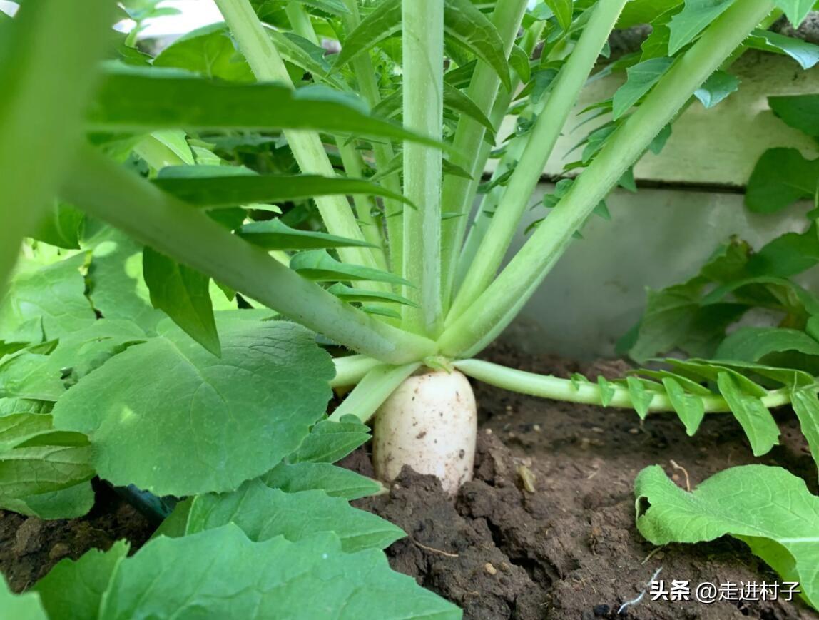 种植白罗卜亩产效益_白罗卜怎么种植技术_种植白萝卜技术