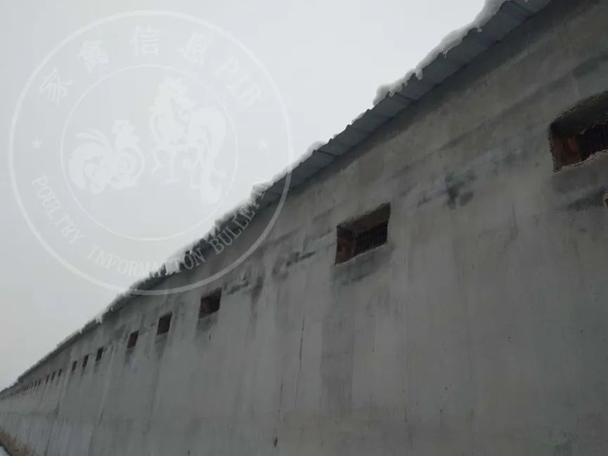 养鸭技术视频雏鸭养殖_鸭养殖_鸭雏怎么养殖技术