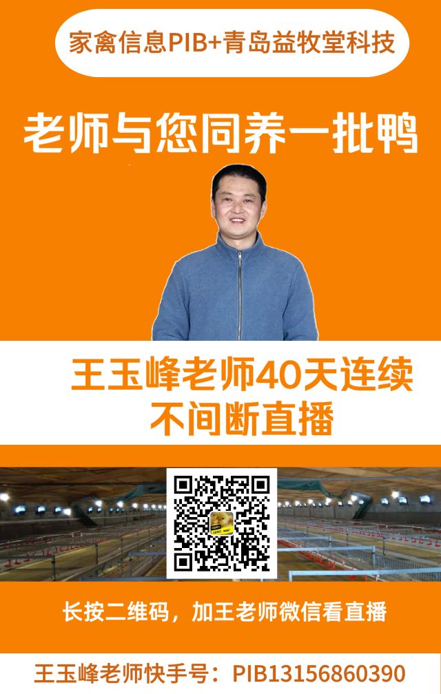 鸭养殖_鸭雏怎么养殖技术_养鸭技术视频雏鸭养殖