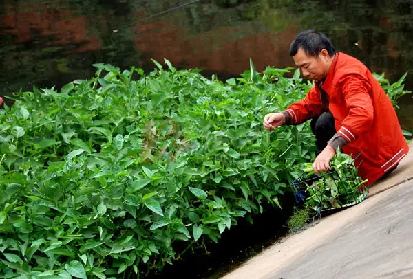 空心菜种植方法(图解)
