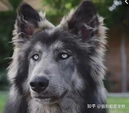 致富经 狗_穷人如何致富秘诀穷人致富_致富狗名