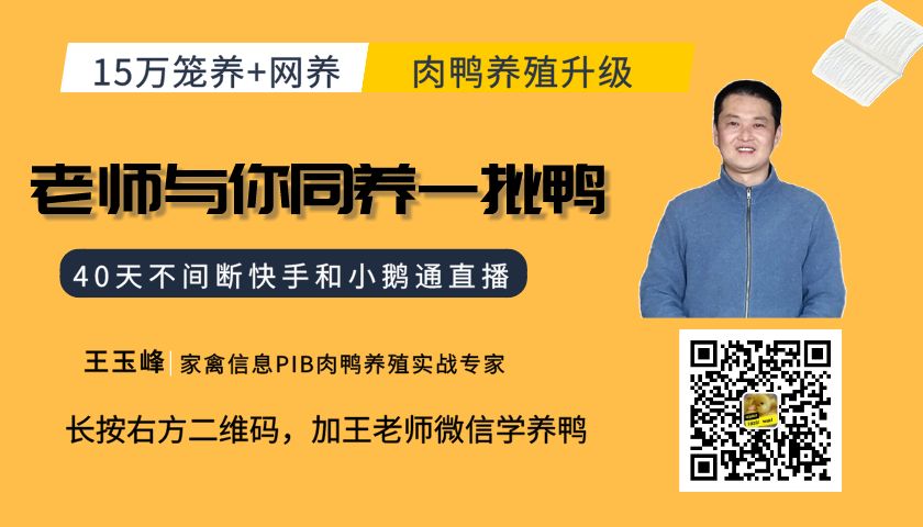 养鸭育雏_鸭雏养鸭技术_鸭雏怎么养殖技术