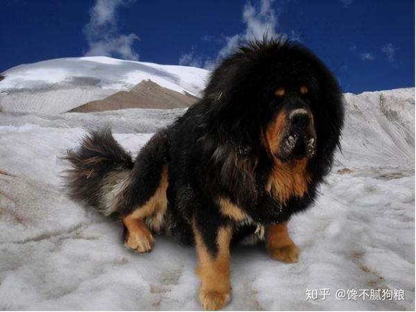 致富狗名_怎样致富致富_致富经 狗