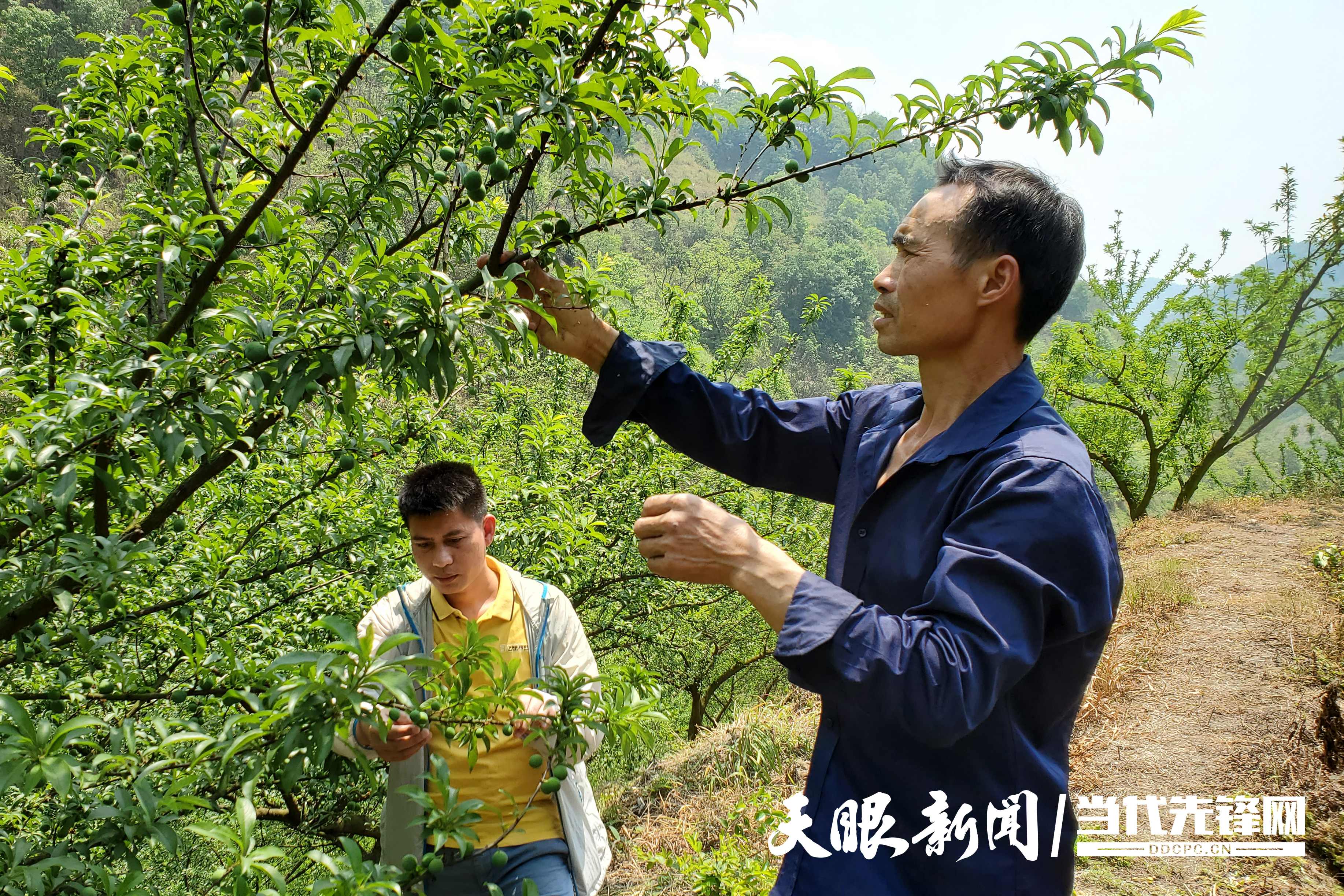 种树致富经_致富种植树李子图片_李树种植致富