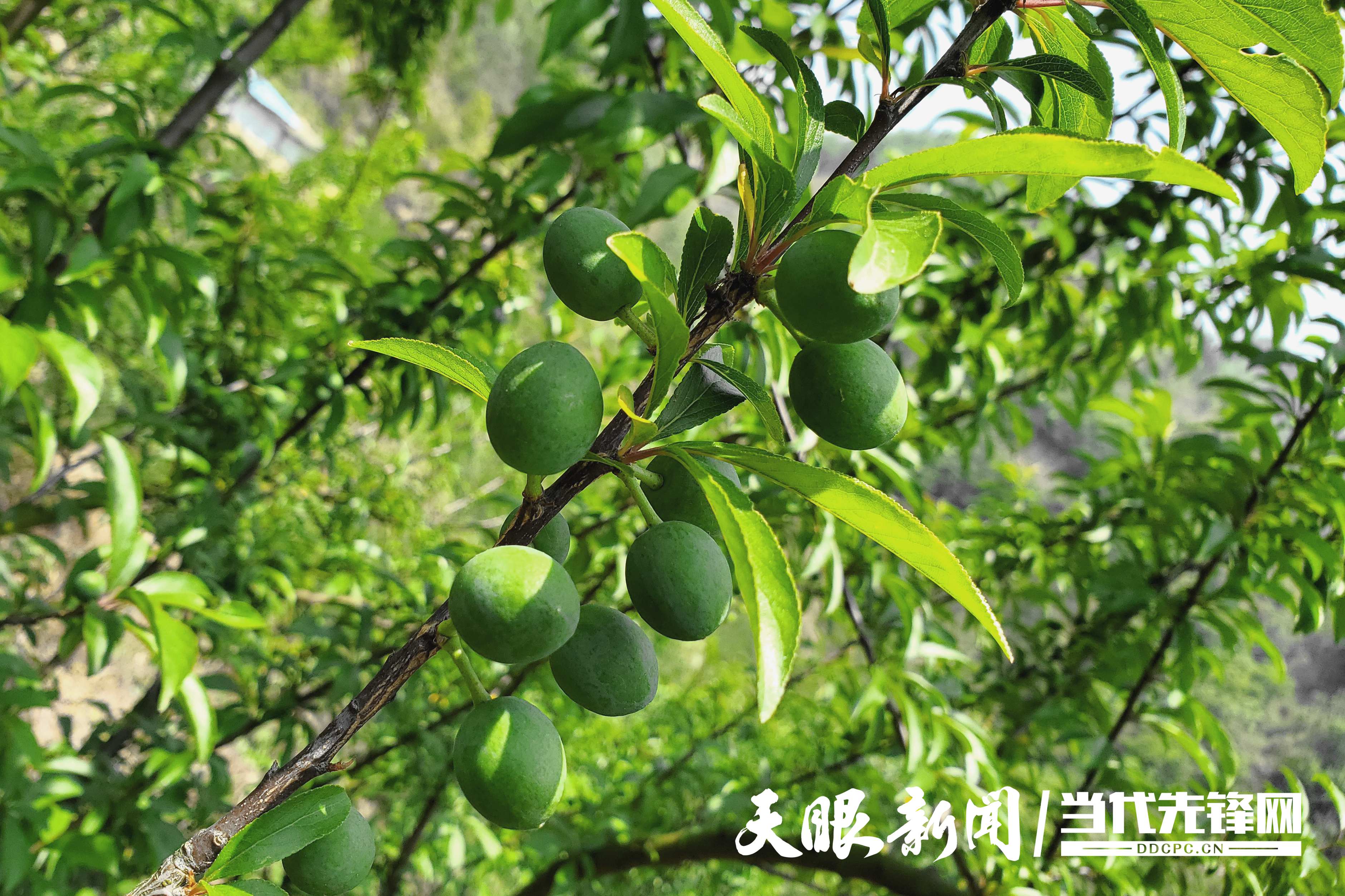 李树种植致富_种树致富经_致富种植树李子图片
