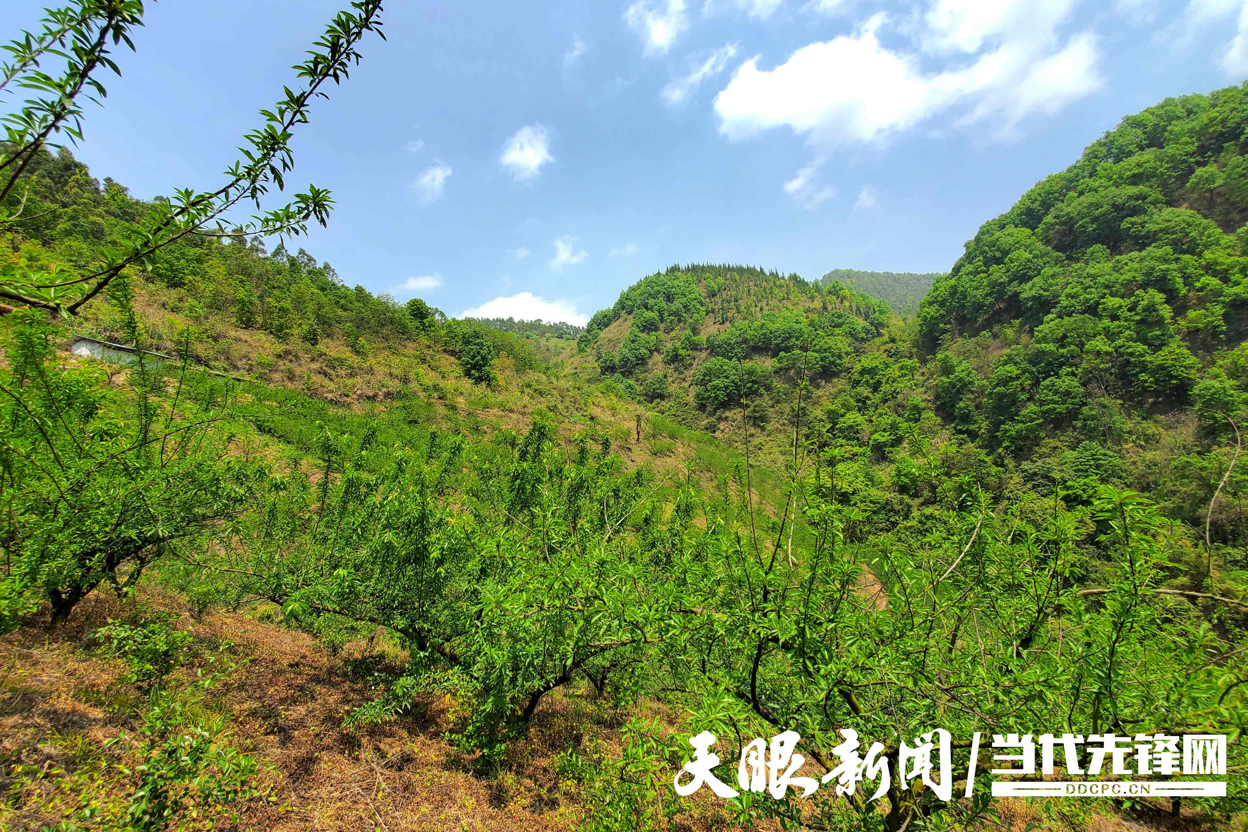 致富种植树李子图片_种树致富经_李树种植致富