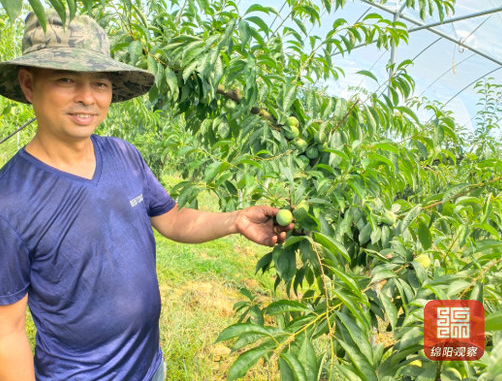 绵阳安州：昔日荒山变果园,结出村民