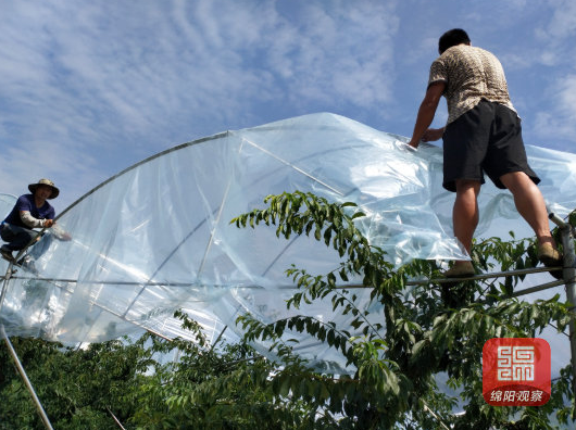 农民致富种植项目_致富村民种植果树的意义_村民种植致富果