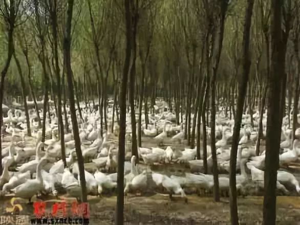 汉中养殖业什么最赚钱农村_汉中养殖致富历程_汉中市养殖技术