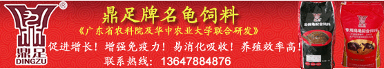 致富经乌龟养殖场的视频_致富经龟养殖_致富经养龟