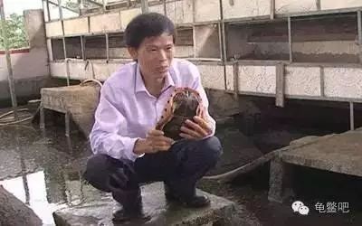致富经乌龟养殖场的视频_致富经养龟_致富经龟养殖